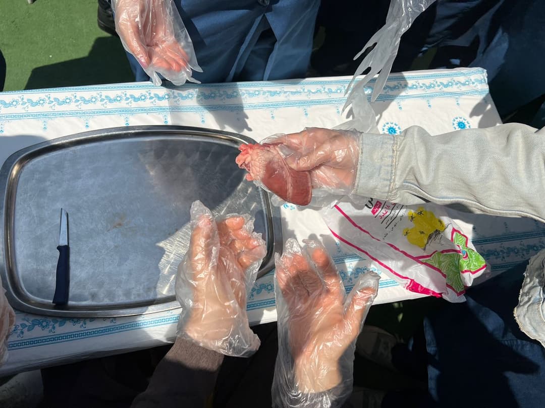 تشریح قلب در کلاس زیست 